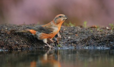 Kruisbek/Crossbill