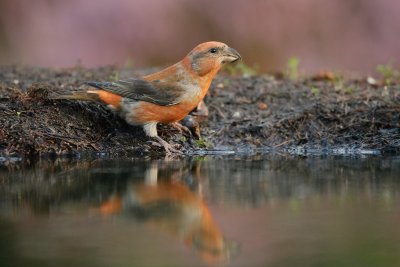 Kruisbek/Crossbill