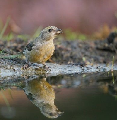 Kruisbek/Crossbill