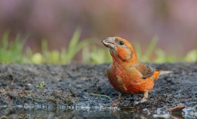 Kruisbek/Crossbill