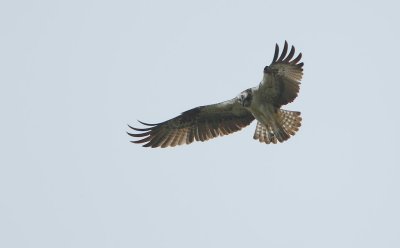 Visarend/Osprey