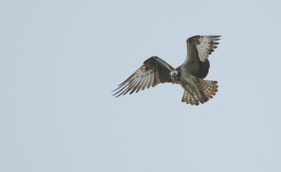 Visarend/Osprey
