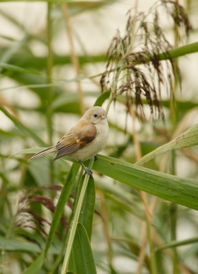 Buidelmees/Penduline Tit