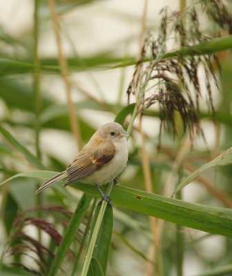 Buidelmees/Penduline Tit