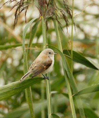 Buidelmees/Penduline Tit