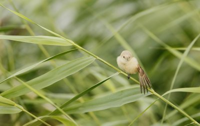 Buidelmees/Penduline Tit