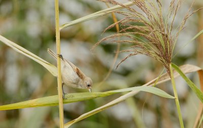 Buidelmees/Penduline Tit