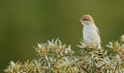 Grauwe Klauwier/Red-backed Shrike
