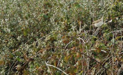 Struikrietzanger/Blyth's Reed Warbler