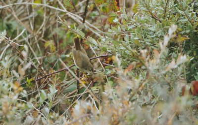 Struikrietzanger/Blyth's Reed Warbler