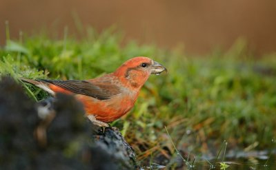 Kruisbek/Crossbill