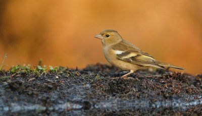 Vink/Chaffinch