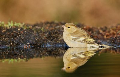 Vink/Chaffinch