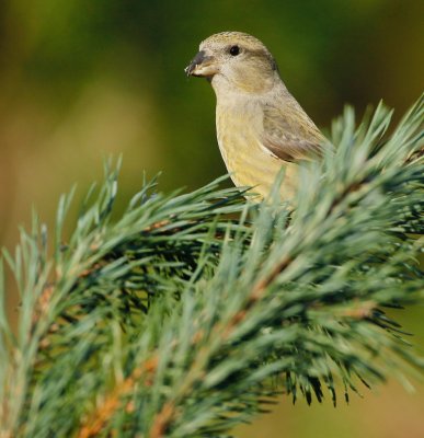 Kruisbek/Crossbill