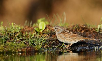 Heggemus/Dunnock