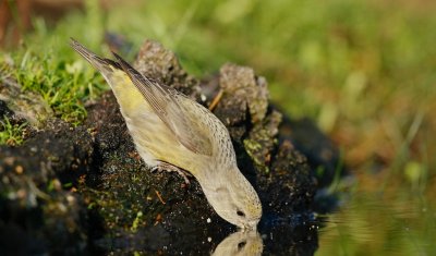 Kruisbek/Crossbill