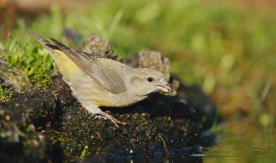 Kruisbek/Crossbill