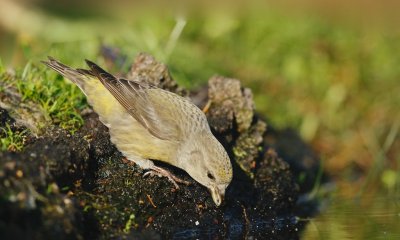 Kruisbek/Crossbill