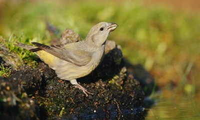 Kruisbek/Crossbill