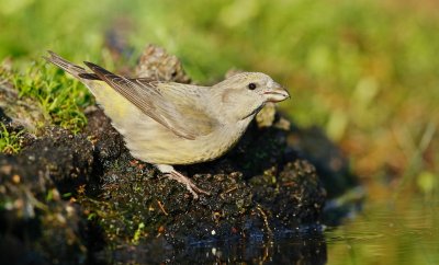 Kruisbek/Crossbill