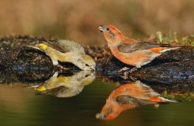 Kruisbek/Crossbill