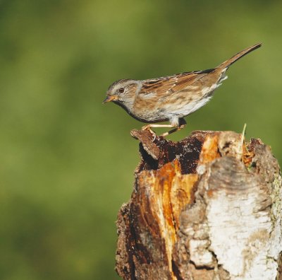 Heggemus/Dunnock