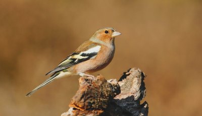 Vink/Chaffinch