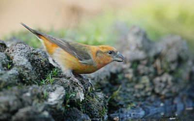 Kruisbek/Crossbill