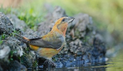 Kruisbek/Crossbill
