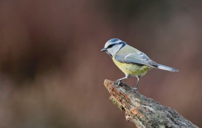 Pimpelmees/Blue Tit