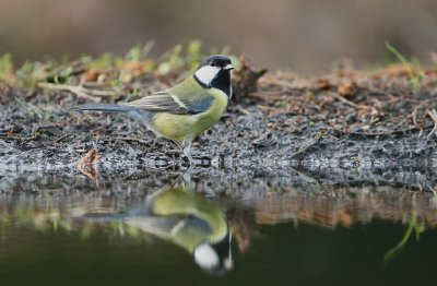 Koolmees/Great Tit
