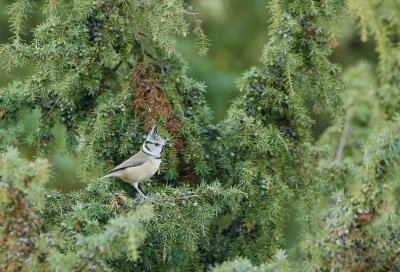 Kuifmees/Crested Tit