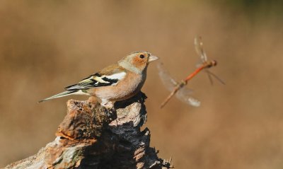 Vink/Chaffinch