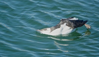 Zeekoet/Guillemot