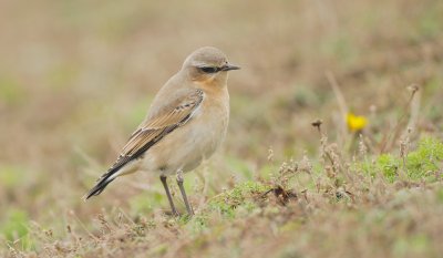 Tapuit/Wheatear