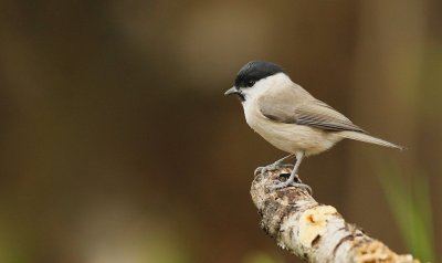Glanskop/Marsh Tit