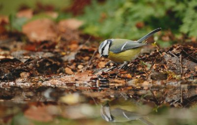 Pimpelmees/Blue Tit