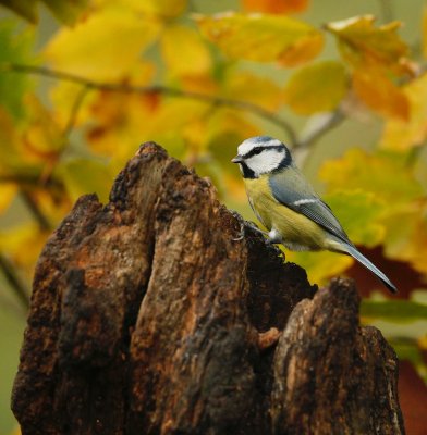Pimpelmees/Blue Tit