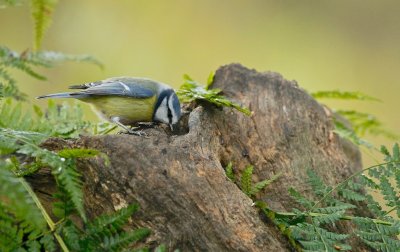 Pimpelmees/Blue Tit