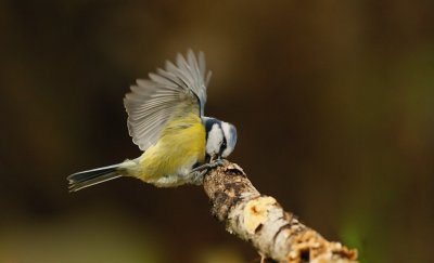 Pimpelmees/Blue Tit