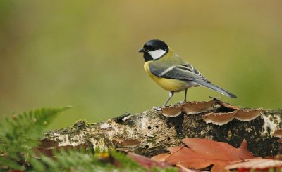 Koolmees/Great Tit