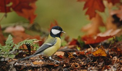 Koolmees/Great Tit
