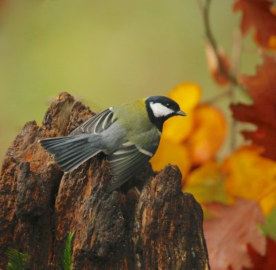 Koolmees/Great Tit