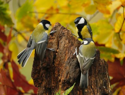 Koolmees/Great Tit