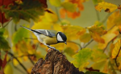 Koolmees/Great Tit