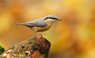 Boomklever/Nuthatch