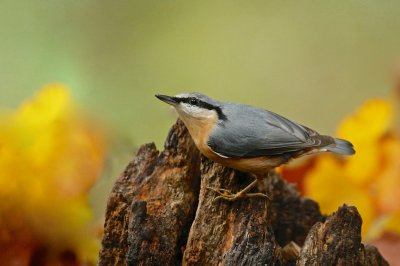 Boomklever/Nuthatch