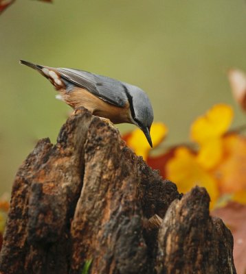 Boomklever/Nuthatch