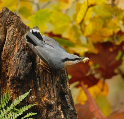 Boomklever/Nuthatch