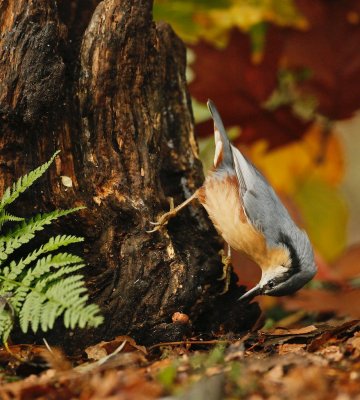 Boomklever/Nuthatch